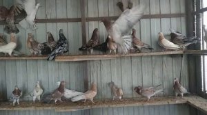 Мраморные Бакинские Голуби широкохвостые и много-пёрые! В гостях у Павла Абакумова ?+79614616148.