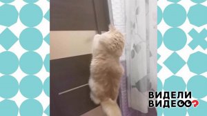 Кот-хулиган воюет с дверью. Видели видео? Фрагмент выпуска от 02.07.2022