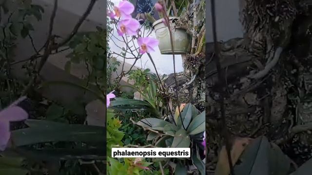 phalaenopsis equestris