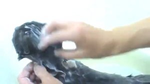 Как вывести блох у взрослой кошки без химии !