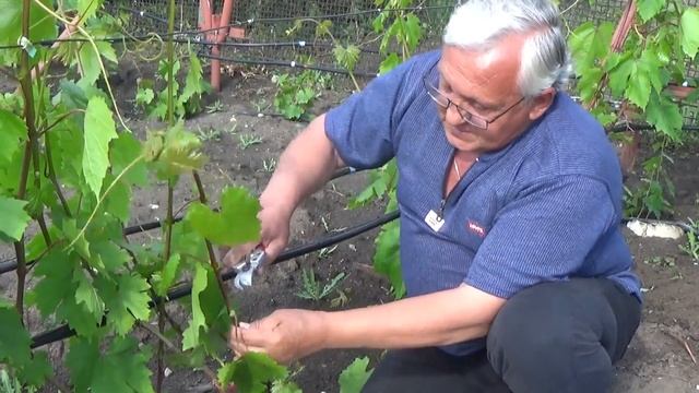 Как делать прививку одревесневшим черенком в зеленый побег www.vinograd-kriulya.com смотреть онлайн