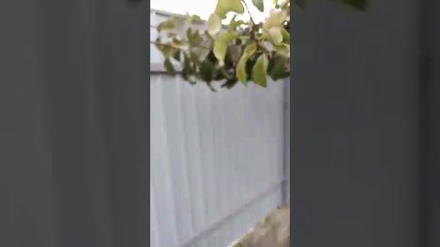 Груши: Humbug (Пысанка), Электра, Китайский лихтарик, Тиритова. смотреть онлайн