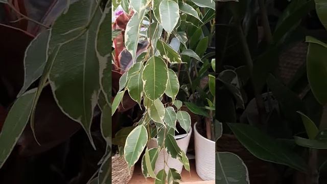 GOLDEN KING FICUS BENJAMINA HOUSEPLANT / FILAM FAMILY PLANT SHOPPING #SHORTS