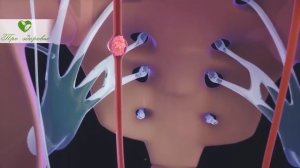 Наконец-то раскрыт секрет! Отвар овса по этому рецепту сотворит чудо с твоим здоровьем