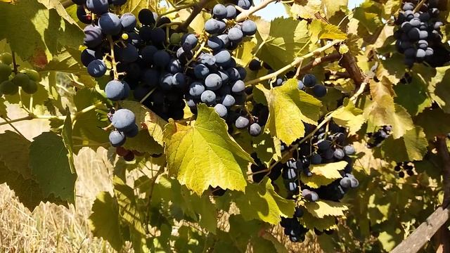 Виноград Саперави Северный. Технические сорта винограда Северный саперави - морозостойкость до -30С