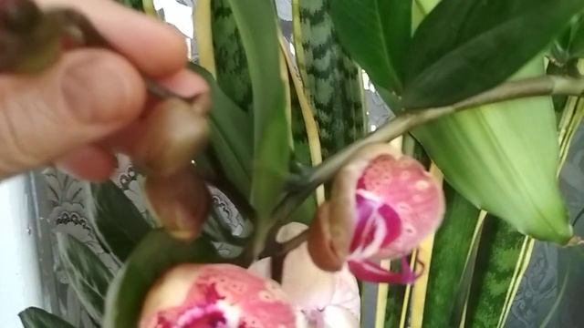 Мой ?ДИКИЙ ПЕРСИК остался без цветочков?(15.05.2021) смотреть онлайн