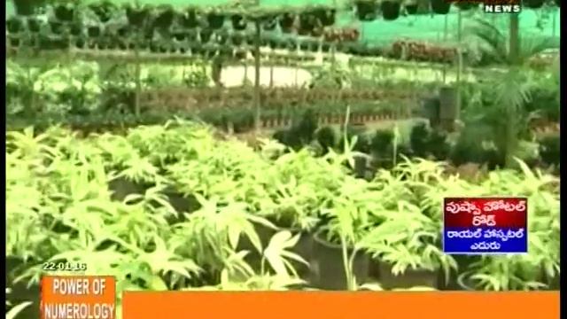 Kadium Flower Plants & Flowers In Kadium East Godavari Dist - Mahaa News смотреть онлайн