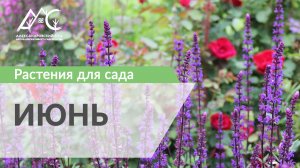 Растения для сада. ИЮНЬ