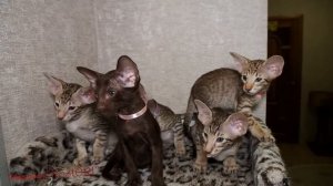 ориентальные кошки, питомник ориентальных кошек KostORI