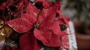 Как ухаживать за пуансеттией рождественская звезда. Как заставить пуансеттию снова зацвести?