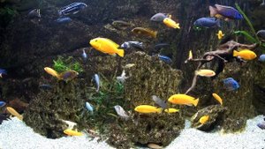 Цихлиды Малави. pt.8 Malawi