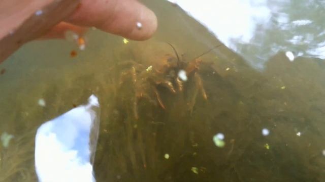 Рак в пруду. Замаскировался в тине заросшего дна-20160831 смотреть онлайн