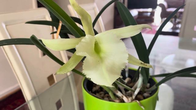 Orchid Spotlight_ cattleya digbyana x brassavola nodosa смотреть онлайн