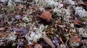 За грибами по карельской сказке