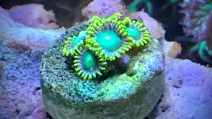 Морской аквариум 2.0 Новые кораллы!