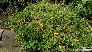 ОБРИЕТА.Это нужно обязательно сделать после цветения!!!