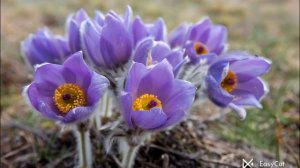 Легенда про Сон траву