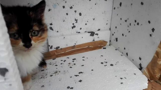 Котёнок у нас на даче смотреть онлайн