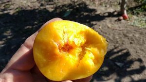 Новинка! Нектарин Фебе. Nectarine Febe. Сигнальний плід. Солодкий смак і крупний розмір. Максі Сад.