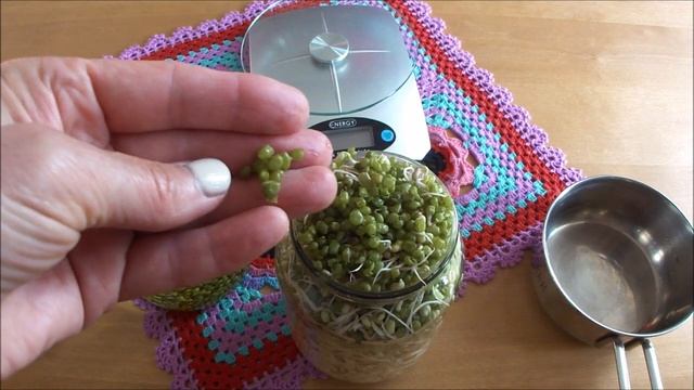 Проращиваю зеленые бобы Мунг, маш или золотистую фасоль
