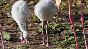 Чудо природы - Розовый Фламинго... (Phoenicopterus roseus).