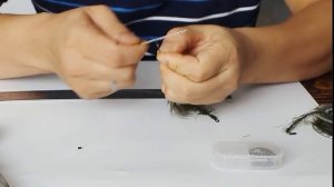 Карповый поводок водоросли