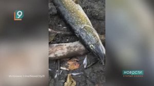 Более 45 тысяч рыб погибло из-за загрязнения реки Оскол