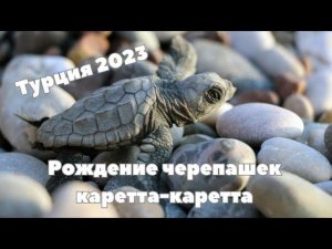 Турция 2023. Рождение черепашек каретта-каретта.