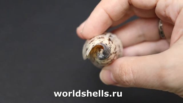 Конус талассиаркус (Conus thalassiarchus) 6,5 см. смотреть онлайн
