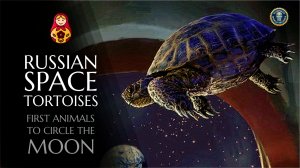 First Animals to circle the Moon  | Zond 5 | Russian Space tortoises |