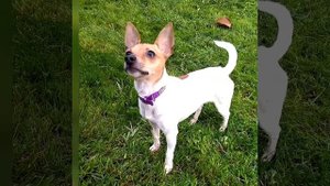 Американский той фокстерьер https://instagram.com/kennel_littlebeast