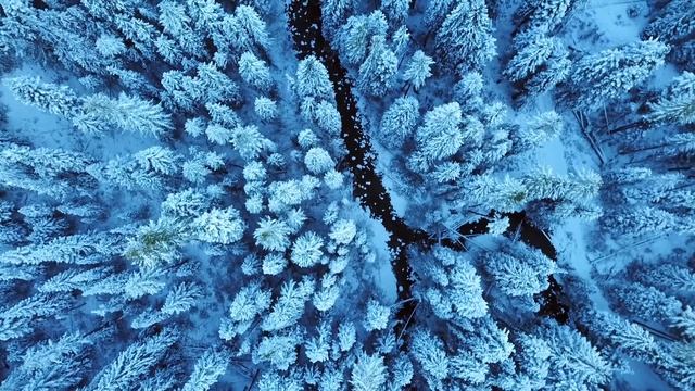 Зимний лес. Птичий полет. смотреть онлайн