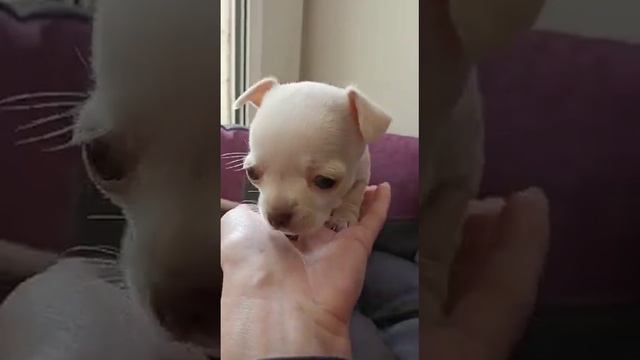 Санси чихуахуа, дочь от нашего Ролекса, видео от заводчика, питомник чихуахуа Кастропуло+ЛСми Голд смотреть онлайн