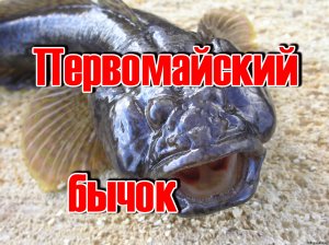 Первомайский бычок.mp4