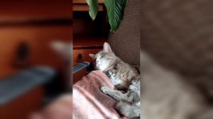 Наш кот тренируется вместе с нами!