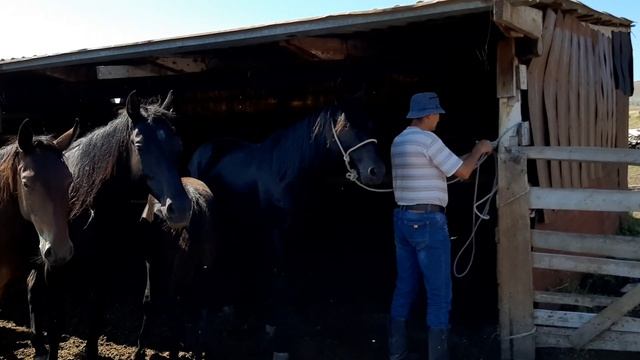 #Къ Лошади Карачаевской Породы! смотреть онлайн