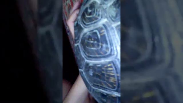 Черепаха😊 смотреть онлайн