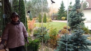 Видео журнал «Сады в отличной форме №56» Стильный, авторский сад с красивым водоемом.