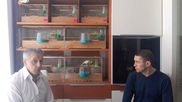 Беседа с начинающим канароводом. Разведения  канареек.