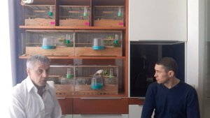 Беседа с начинающим канароводом. Разведения  канареек.