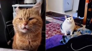 Коты поют с человеком песню