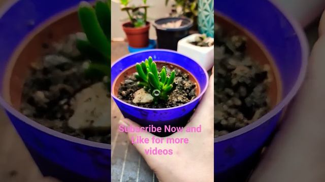 Crassula Gollum Leaf cutting Series 1 - New Growth Started- update 41 New Pot crassula jadeplant