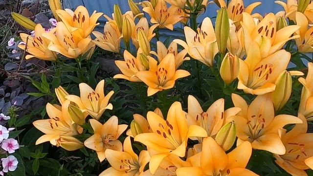 Хожу по участку и показываю, что растет. Часть 1 смотреть онлайн