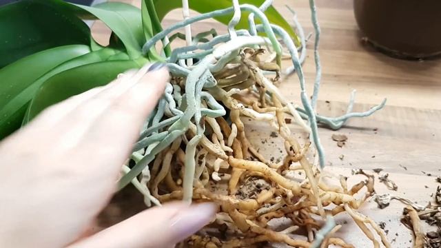 63. Пересаживаю старую орхидею из керамзита в ПИЩЕВЫЕ ЛОТКИ! Фаленопсис в неорганическом субстрате! смотреть онлайн