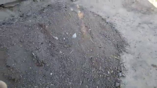Хлопоты по благоустройству. Колючий ёж. #Ветер_Вольный