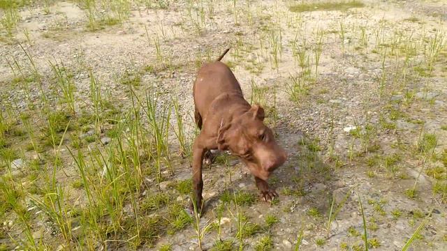 Питбуль Рич вспомнил Прежнего Хозяина/ подписчики в гостях смотреть онлайн