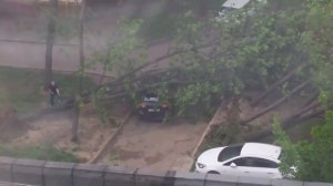 Сильный ветер в Москве валит деревья