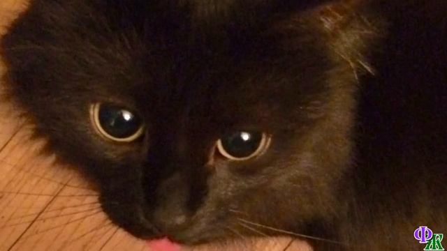 Кошка была в шоке  Жила с любимой хозяйкой, вдруг схватили, увезли, в чужой дом сунули… смотреть онлайн