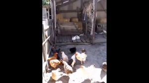 Украинское село - 2017 г. Украинское подворье. Ukrainian village.2017