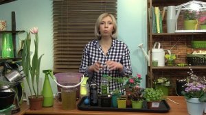 Как я подкармливаю рассаду. Дневник Дачника Марины Рыкалиной 6.06.18